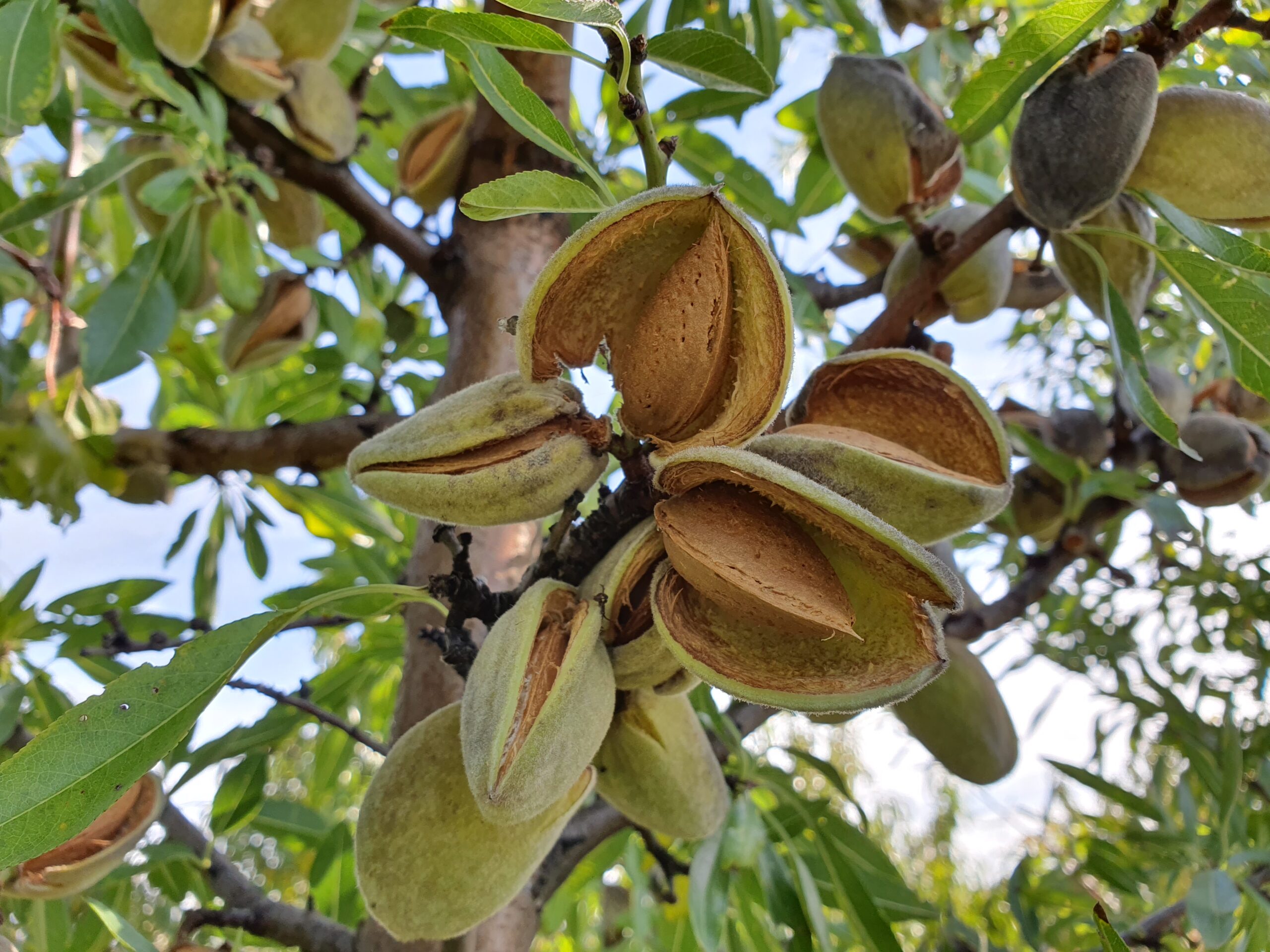 Obstbaumschule SCHREIBER wenn in eurem Garten höchste Qualität von