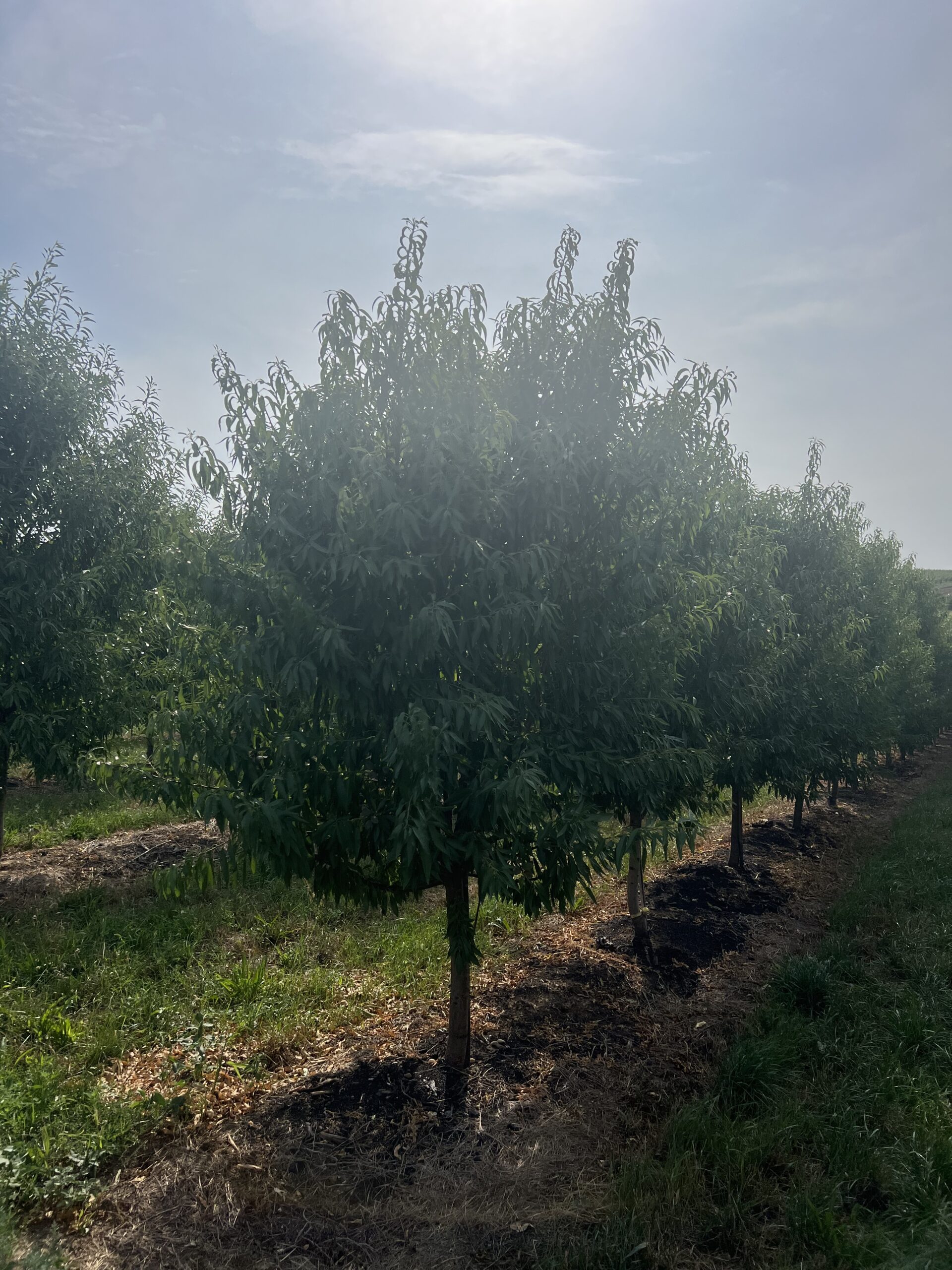 Obstbaumschule SCHREIBER wenn in eurem Garten höchste Qualität von