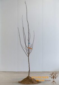 Obstbaumschule SCHREIBER wenn in eurem Garten höchste Qualität von