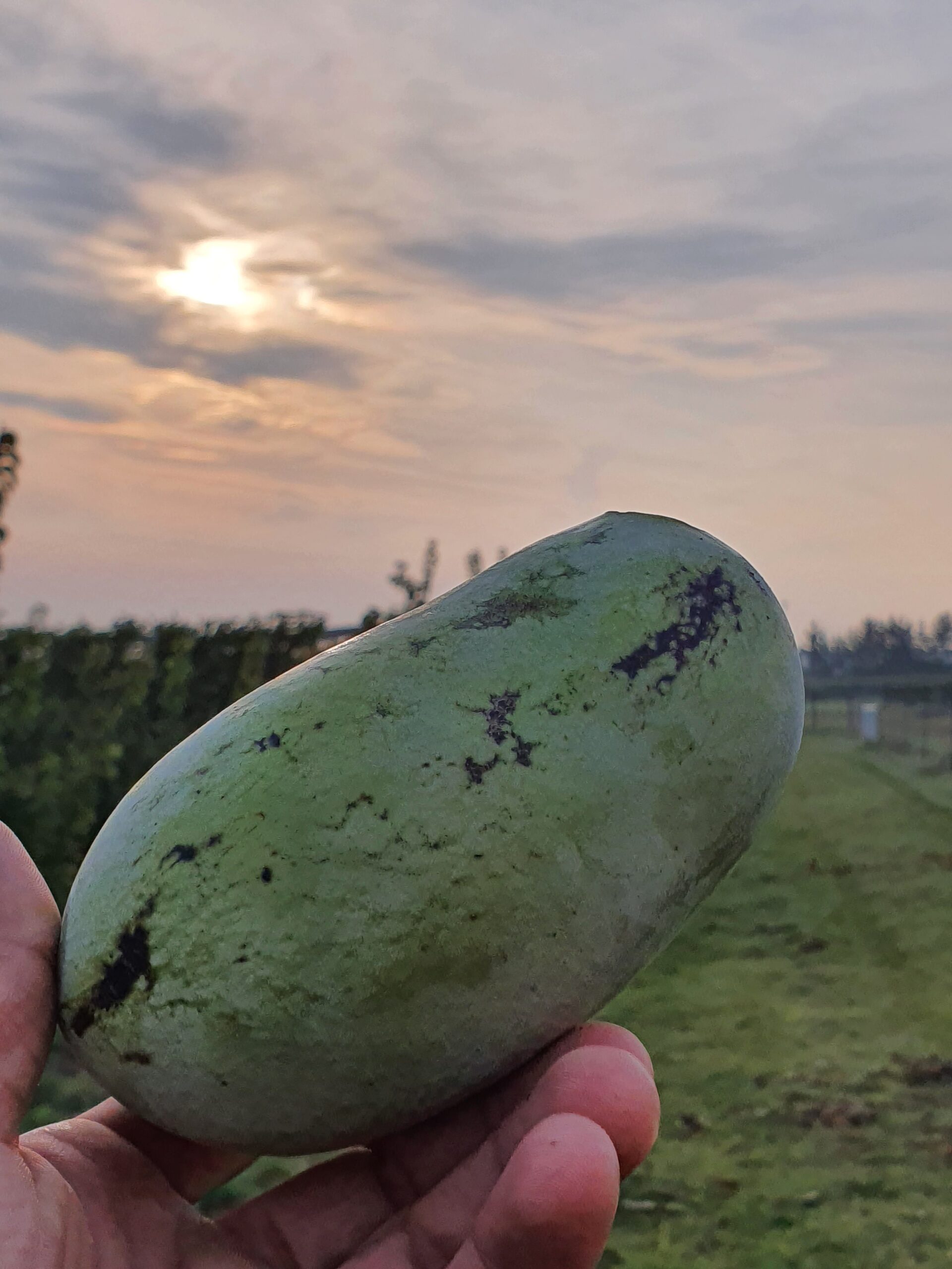 Obstbaumschule SCHREIBER wenn in eurem Garten höchste Qualität von